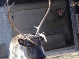 Tiergarten Schönbrunn am 27.01.2026